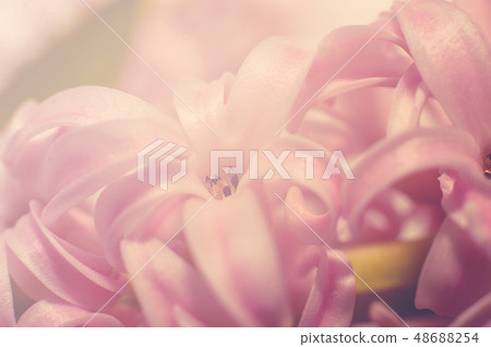 Macro of spring flowers pink Hyacinthus orientalis 48688254