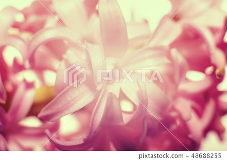 Macro of spring flowers pink Hyacinthus orientalis Macro of spring flowers pink Hyacinthus orientalis 48688255