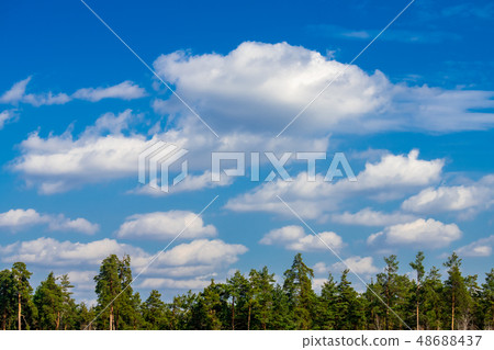 Spring coniferous forest sunny day blue sky 48688437