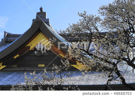 February Yushima Tenman-gu 04 plum Festival February Yushima Tenman-gu 04 plum Festival 48688703