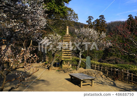 二月鎌倉670白李子和龍谷天丸。天草寺 二月鎌倉670白李子和龍谷天丸。天草寺 48688750