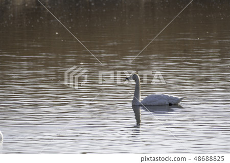 American Clover Swan Gunma prefecture Tatebayashi City Gaba swamp 48688825