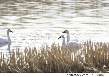 美國三葉草天鵝群馬縣Tatebayashi市Gaba沼澤 48688826