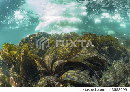 Drift ice and kelp 48688999