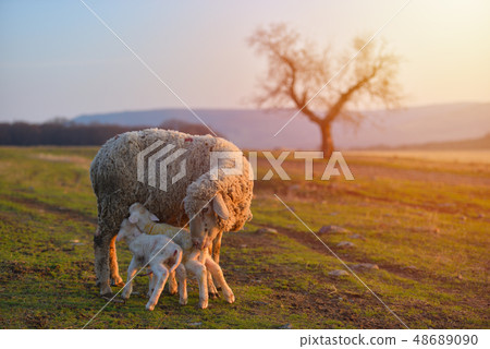 Two newborn lambs and sheep on field in warm Two newborn lambs and sheep on field in warm 48689090