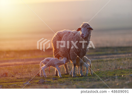 Two newborn lambs and sheep on field in warm Two newborn lambs and sheep on field in warm 48689091