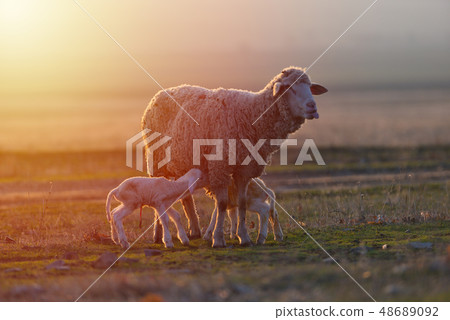 Two newborn lambs and sheep on field in warm Two newborn lambs and sheep on field in warm 48689092