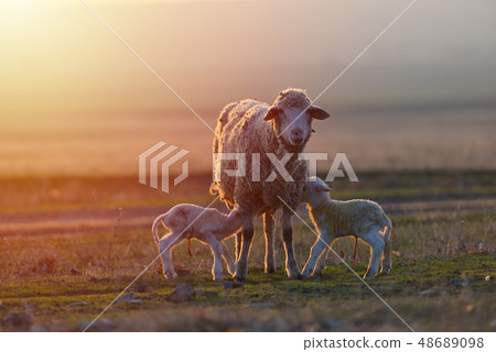 Two newborn lambs and sheep on field in warm Two newborn lambs and sheep on field in warm 48689098