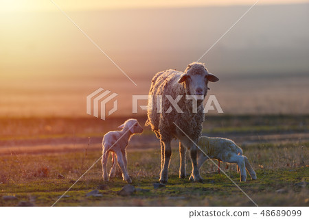 Two newborn lambs and sheep on field in warm Two newborn lambs and sheep on field in warm 48689099