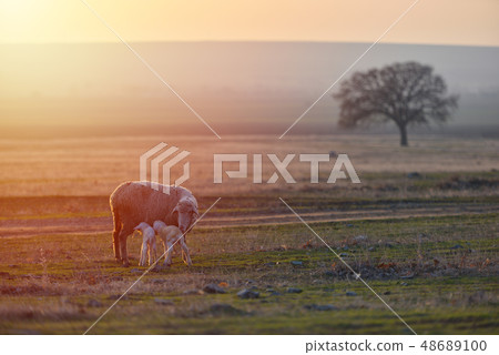 Two newborn lambs and sheep on field in warm Two newborn lambs and sheep on field in warm 48689100