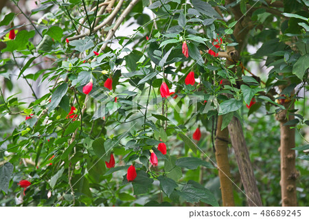 紅Unaki姬路花 48689245