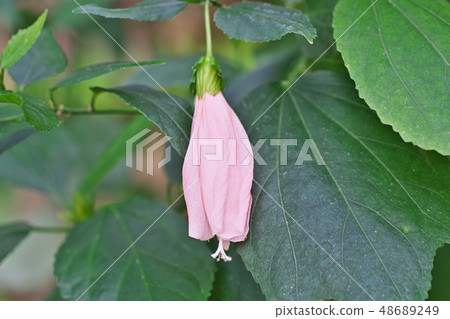 粉紅色的花朵 48689249