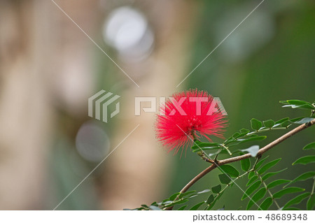 紅色卡利安道爾飛過花 紅色卡利安道爾飛過花 48689348