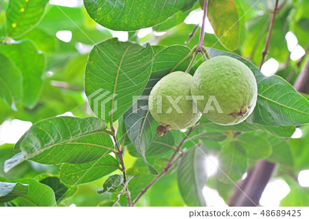 Green guava fruit 48689425