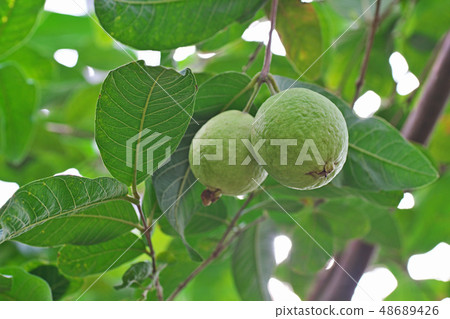 Green guava fruit Green guava fruit 48689426