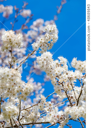 Cherry Blossoms	 48689843