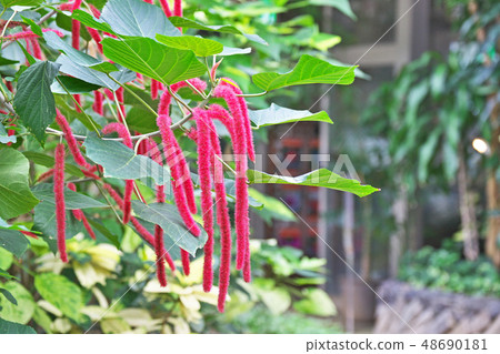 Benihimonoki flower Benihimonoki flower 48690181