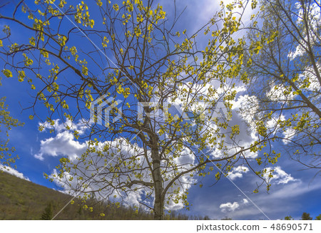 The Utah state tree viewed from below The Utah state tree viewed from below 48690571