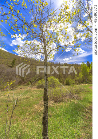 The Utah state tree seen on a hike The Utah state tree seen on a hike 48690573