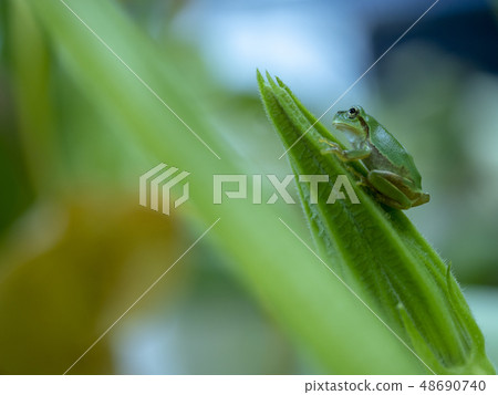 Frog Frog Frog Frog 48690740