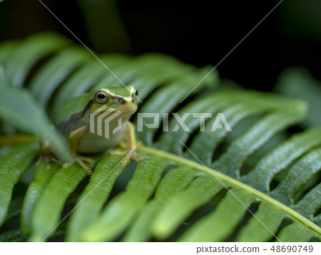 Frog Frog Frog Frog 48690749