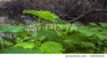 Sunlit green plants growing luxuriantly Sunlit green plants growing luxuriantly 48690838