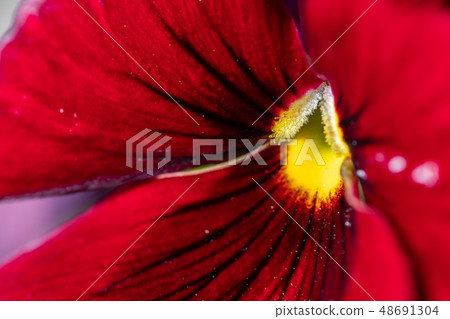 Spring flower Spring flower 48691304