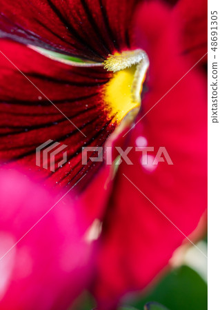 Spring flower Spring flower 48691305