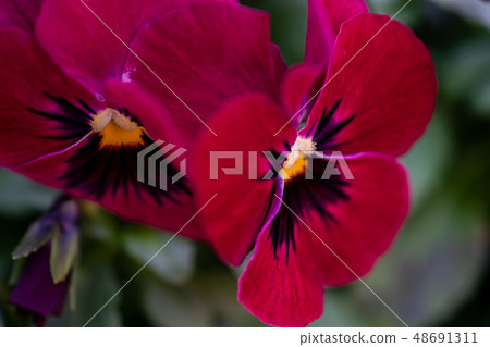 Spring flower  Spring flower  48691311