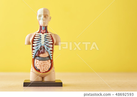 Anatomical model of human body with internal organ Anatomical model of human body with internal organ 48692593