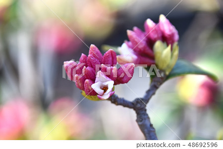 Jingzhou (sinking flower) 48692596