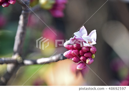 荊州（下沉花） 48692597