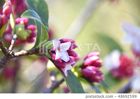 荊州（下沉花） 48692599