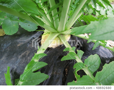 Shogoin Daikon Shogoin Daikon 48692880