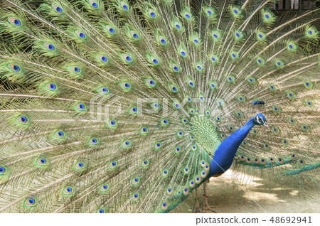 孔雀 孔雀 孔雀 孔雀 48692941