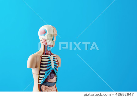Anatomical model of human body with internal organ 48692947