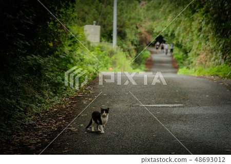 Cat in Cat Island Cat in Cat Island 48693012
