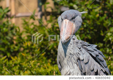 上野動物園 48693040