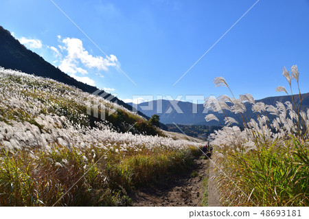 Susuki meadow of Hakone · Sengokuhara Susuki meadow of Hakone · Sengokuhara 48693181