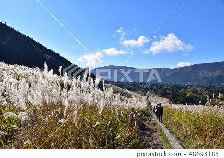 Susuki meadow of Hakone · Sengokuhara Susuki meadow of Hakone · Sengokuhara 48693183