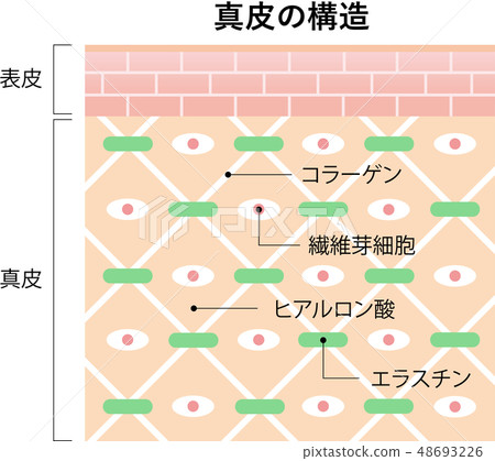 Structure of the dermis - Stock Illustration [48693226] - PIXTA