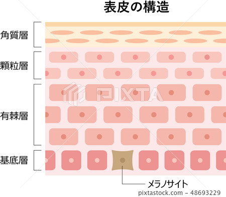 表皮結構 表皮結構 48693229