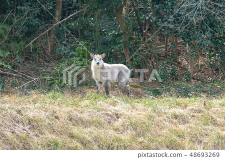 Two-tiered antelope Two-tiered antelope 48693269