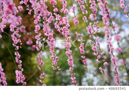 Nara, Sugawara Tenman-gu Shrine plum 8 48693541