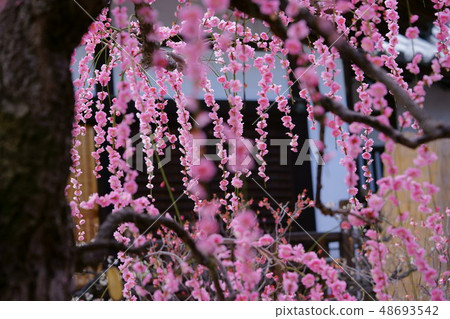 Nara, Sugawara Tenmangu Shrine's weeping plum 9 48693542
