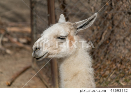 Riders fall asleep 48693582