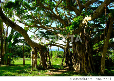 Banyan tree 48693681