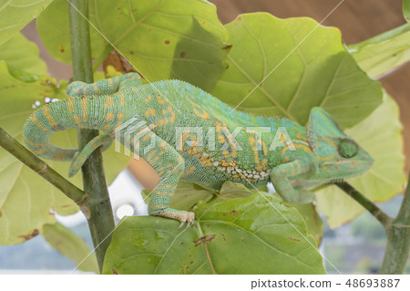 chameleon 48693887