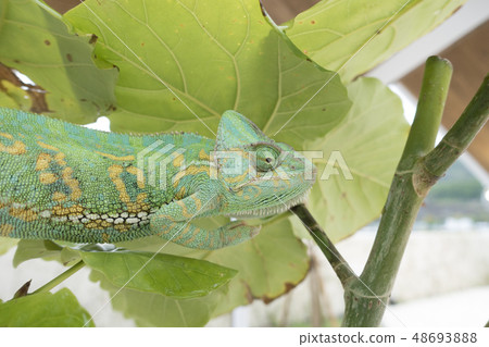 chameleon 48693888