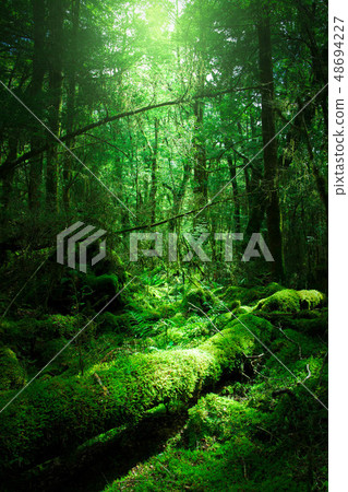 Woods	 48694227